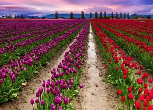 Tulip Garden