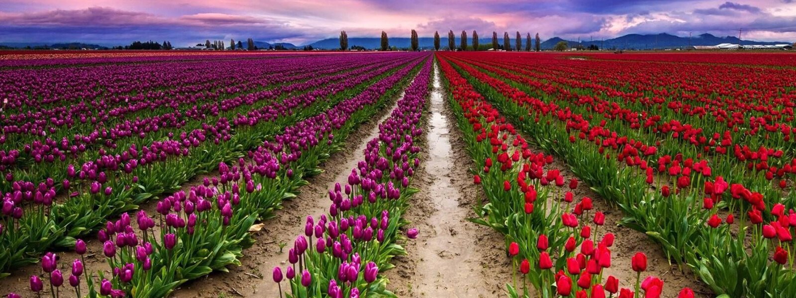 Book Your Tulip Package Now